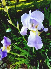 Close-up of purple iris flower on field