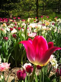 Close-up of pink tulip flowers in park