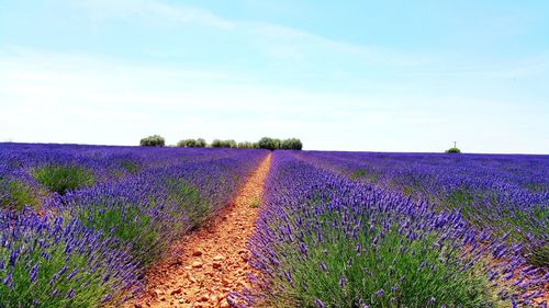 Purple flowering plants on field against sky