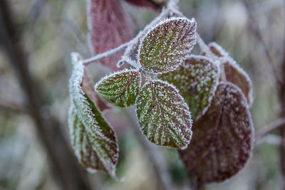 Close-up of frozen plant during winter