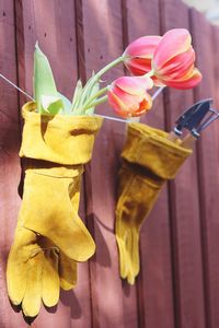 Close-up of yellow flowering plant