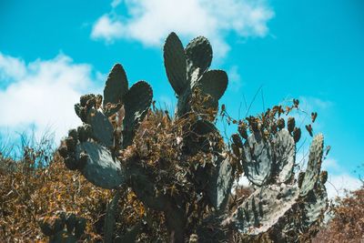 Low angle view of cactus plants against sky