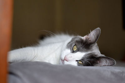 Close-up portrait of a cat