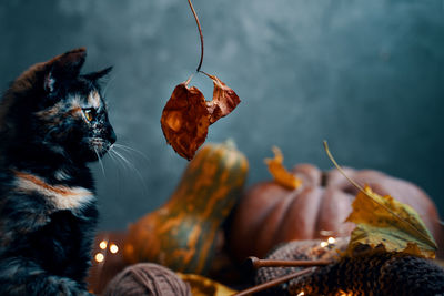 Close-up of a cat