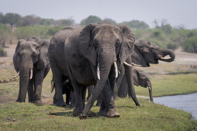 Elephants on field