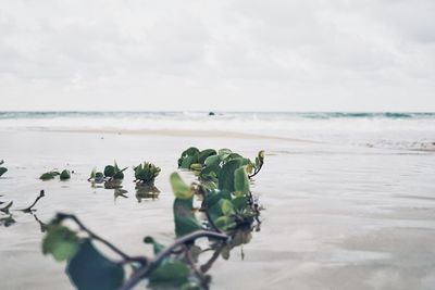 Close-up of plants on beach against sky