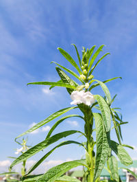 Close-up of plant against blue sky