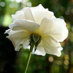 Close-up of white flowers