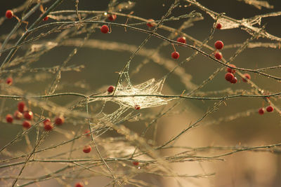 Close-up of spider web on plant