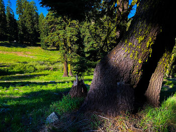 Trees growing in field