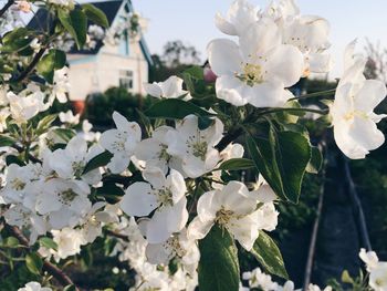 Close-up of white cherry blossoms