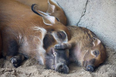 High angle view of lion sleeping