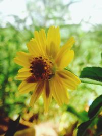 Close-up of yellow flower blooming outdoors