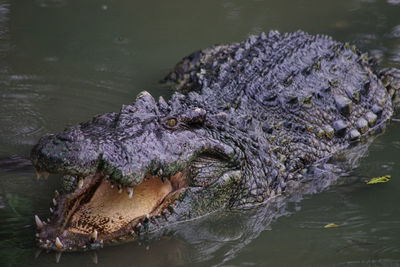 High angle view of crocodile in lake