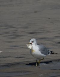 Seagull on beach