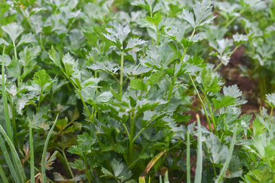 Close-up of fresh plants in field