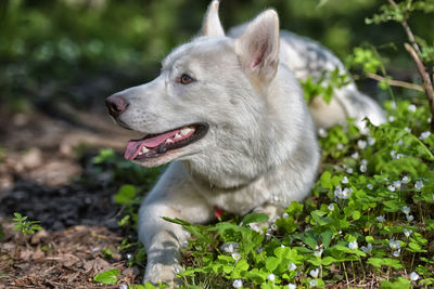 Close-up of dog looking away on field