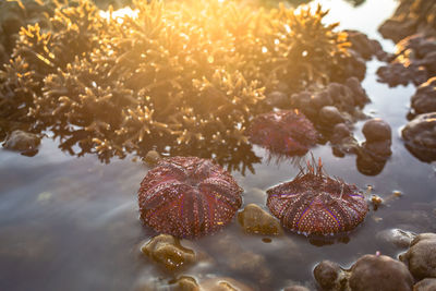 Close-up of plants in sea