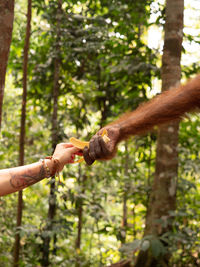 Cropped hand giving banana to orangutan at forest