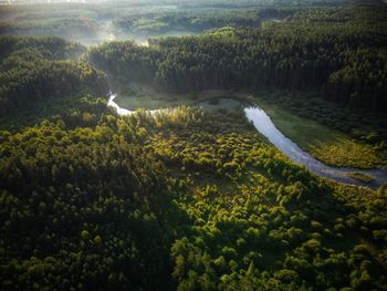 High angle view of trees growing in forest