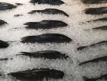 Full frame shot of fish for sale