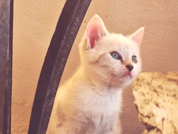 Close-up portrait of kitten by wall