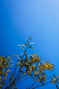 Low angle view of flowering plant against blue sky