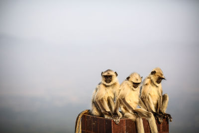 Close-up of monkeys sitting against sky