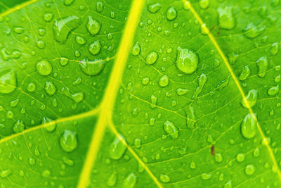 Full frame shot of wet leaves