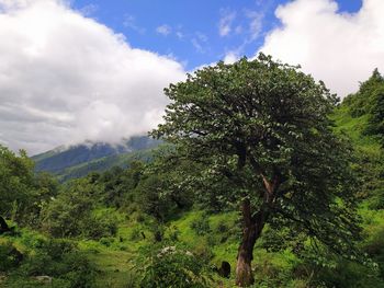 Scenic view of trees against sky