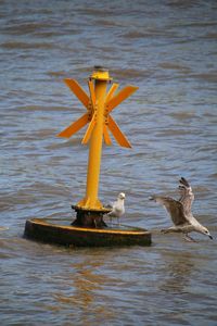 Bird flying over river 