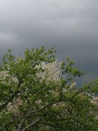 Trees against sky