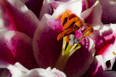 Close-up of hand holding flowers