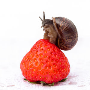 Close-up of snail against white background