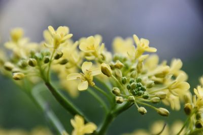 Close-up of flowering plant