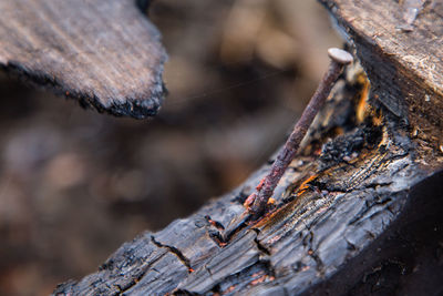 Close-up of log in forest