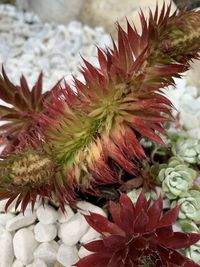 High angle view of red flowering plant