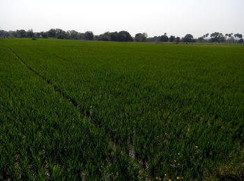 Scenic view of rural landscape