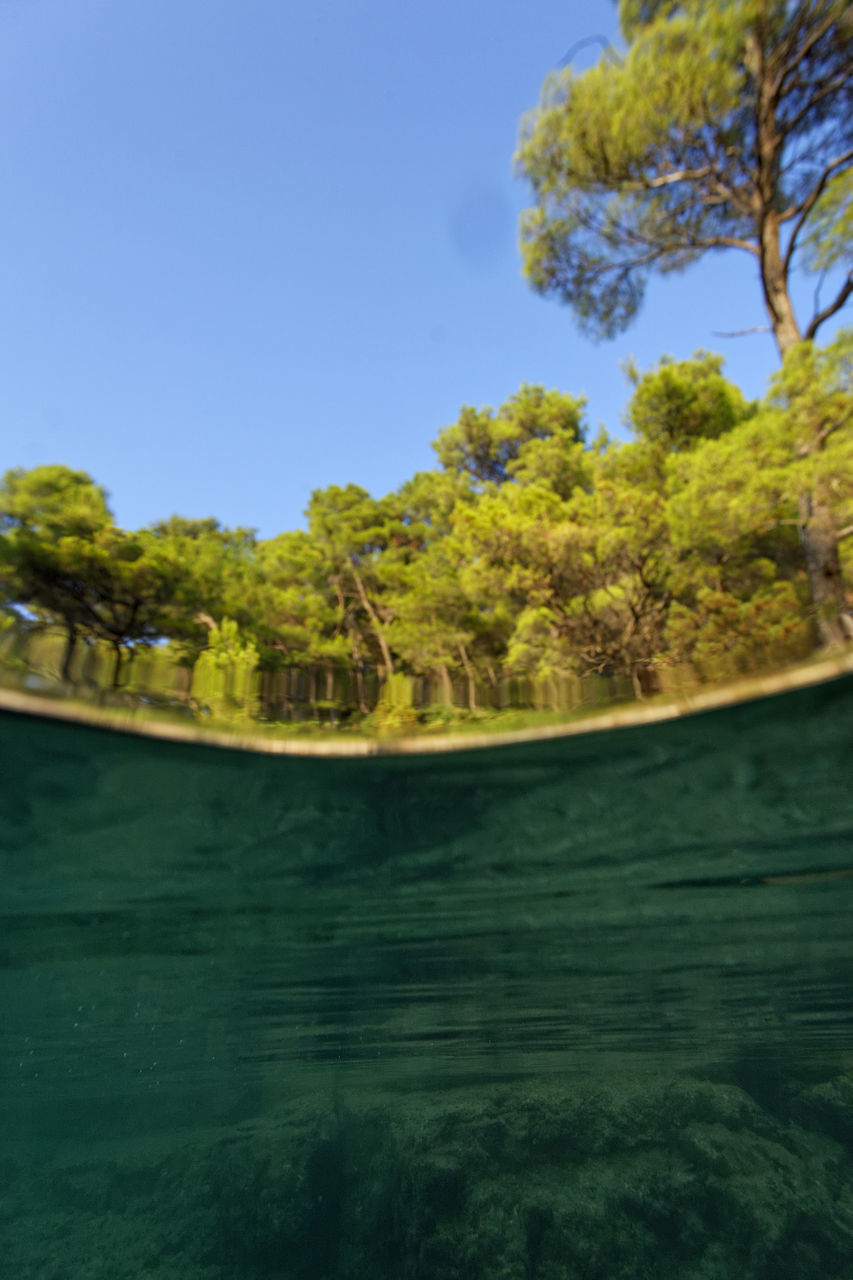 TREES BY RIVER AGAINST CLEAR BLUE SKY