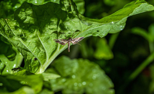 Close-up of insect on leaves