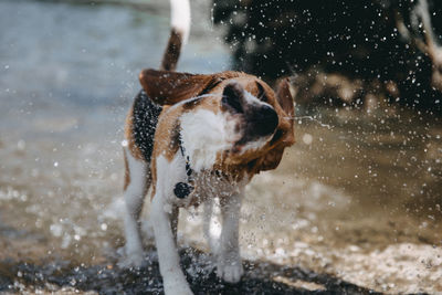 Dog playing in water