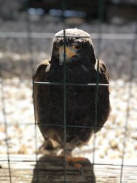 Close-up of a bird