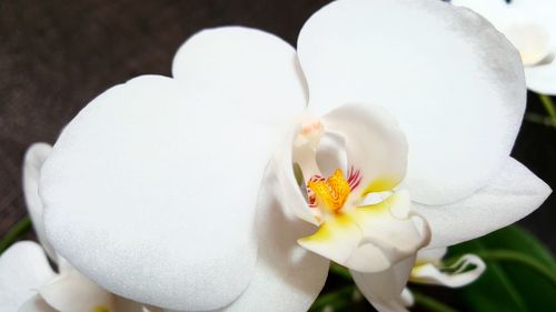 Close-up of white flowers