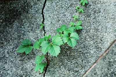 Close-up of plant