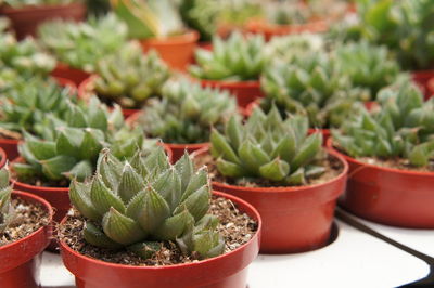 Close-up of succulent plants