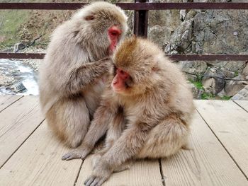 Japanese macaques on boardwalk