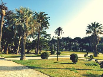 Trees in park