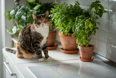 Cat sitting on table