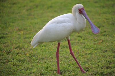 Spoonbill on grassy field