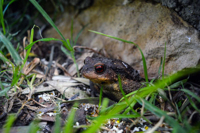 Close-up of frog on field